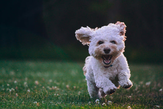 The Ultimate Guide to Keeping Your Dog Healthy and Happy