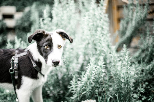 Top 10 Signs Your Dog Might Need a Health Supplement