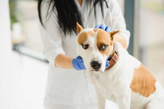 Preventive Care: The Key to a Long, Healthy Life for Your Dog