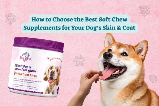 How to Choose the Best Soft Chew Supplements for Your Dog’s Skin & Coat