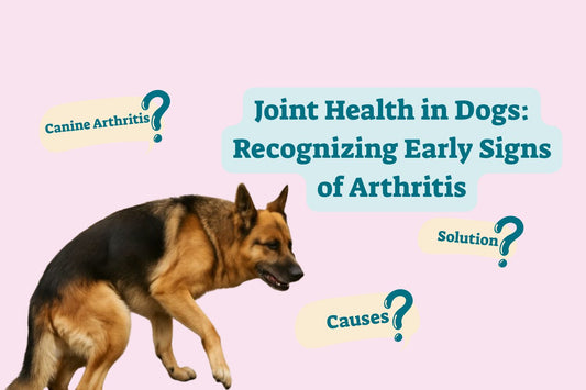 Joint Health in Dogs: Recognizing Early Signs of Arthritis