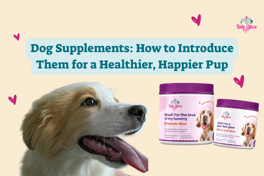 Dog Supplements: How to Introduce Them for a Healthier, Happier Pup