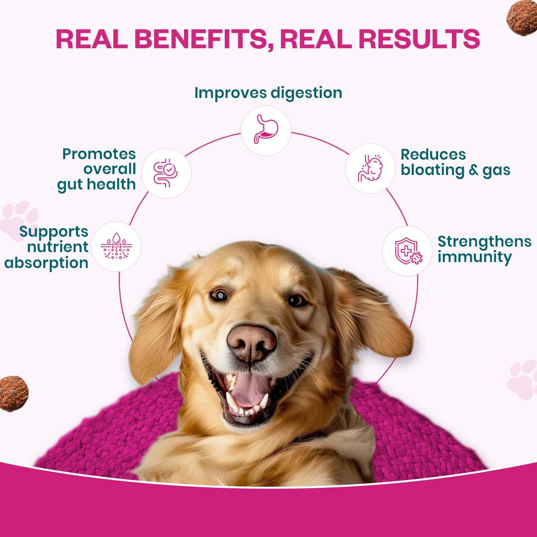 Probiotic Soft Chew Supplement for Dogs | Chicken Flavor | For Gut Health & Digestion