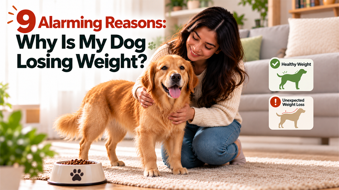 Why Is My Dog Losing Weight
