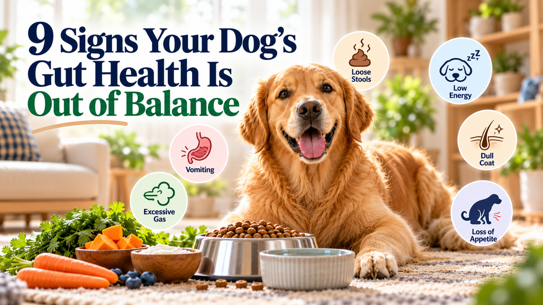 Dog gut health 
