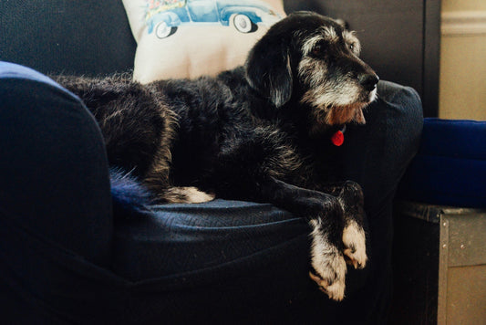 Common Health Issues in Dogs and How Supplements Can Help