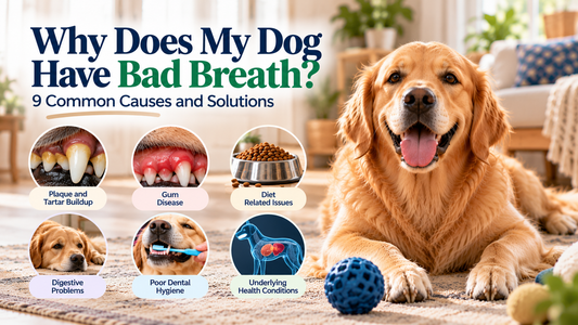 Why does my dog have bad breath 