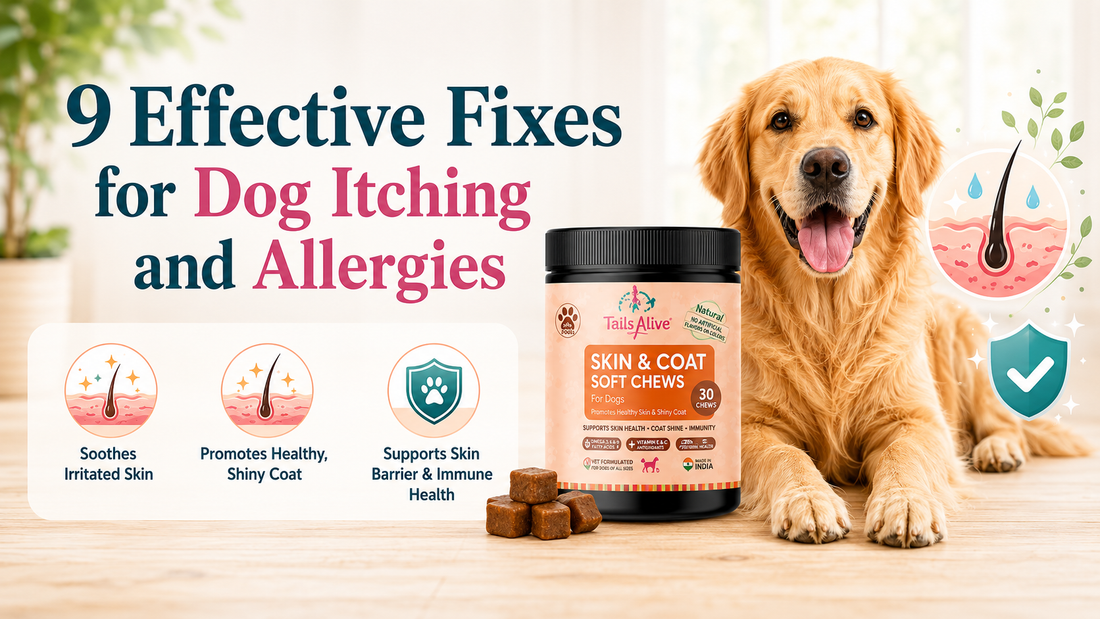 dog itching and allergies