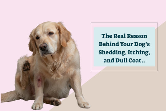 The Real Reason Behind Your Dog’s Shedding, Itching, and Dull Coat