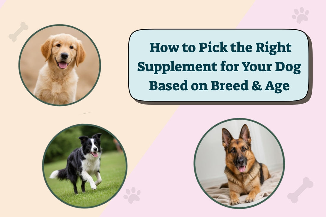 How to Pick the Right Supplement for Your Dog Based on Breed & Age