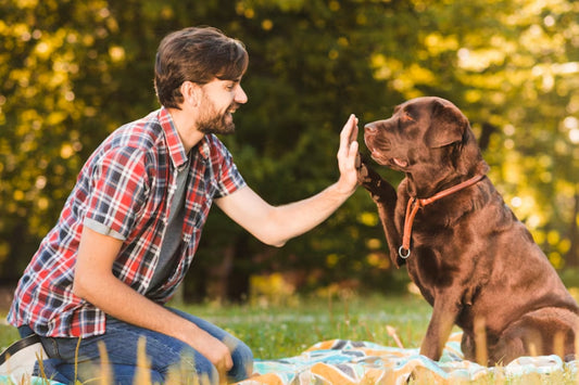 Dog's Health