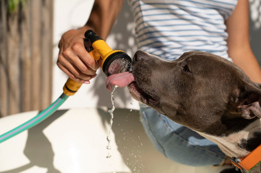 Summer Dog Health: Keep Your Pet Cool & Thriving