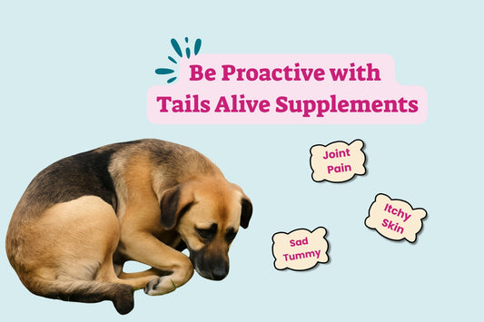 Common Dog Health Issues and Supplements: Natural Support
