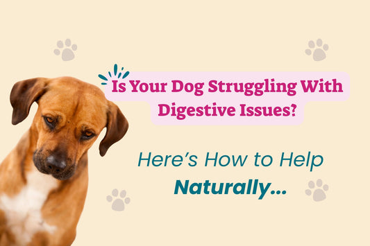 dogs struggling with digestive issues 
