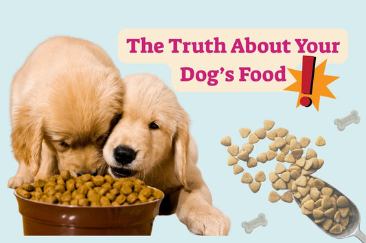 Truth About Your Dog’s Food: Meat By-Products, Fillers & What to Avoid
