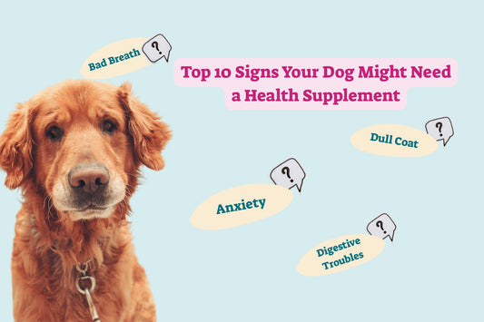 Top 10 Signs Your Dog Might Need a Health Supplement