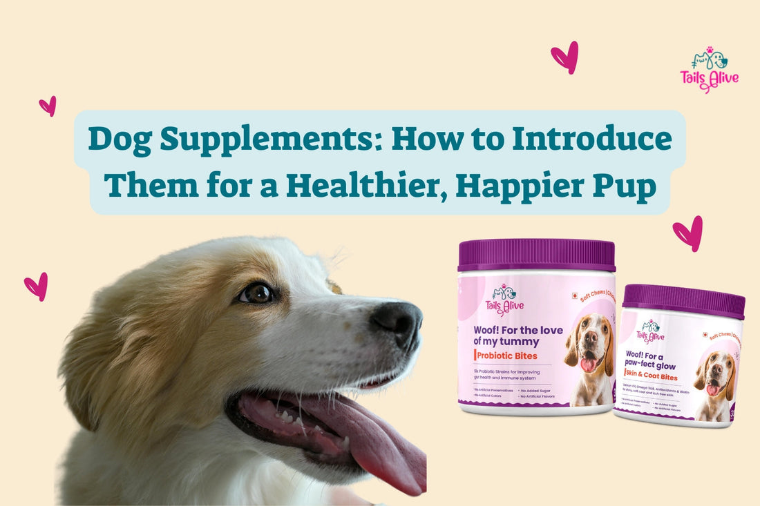 Dog Supplements: How to Introduce Them for a Healthier, Happier Pup