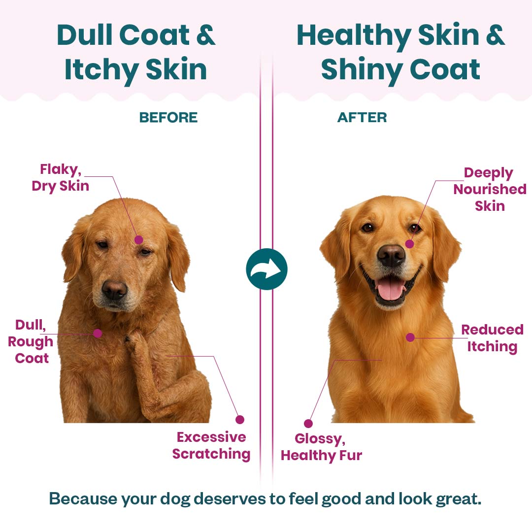 Skin & Coat Soft Chew Supplement for Dogs | Chicken Flavour | For Shiny and Healthy Coat