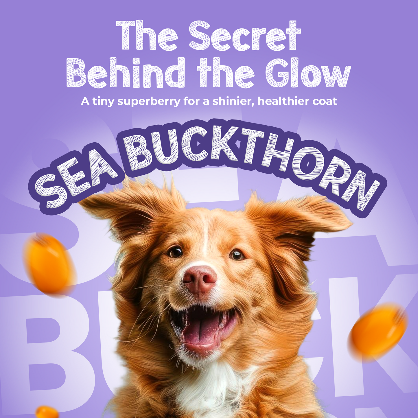 Shinyy+ Functional Treats - Skin &amp; Coat Support Treats for Dogs